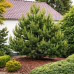 Borovica čierna (Pinus nigra) ´OREGON GREEN´ – výška 50-60 cm, kont. C5L